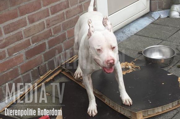 Hond zit drie dagen op balkon in Rotterdam Beverwaard