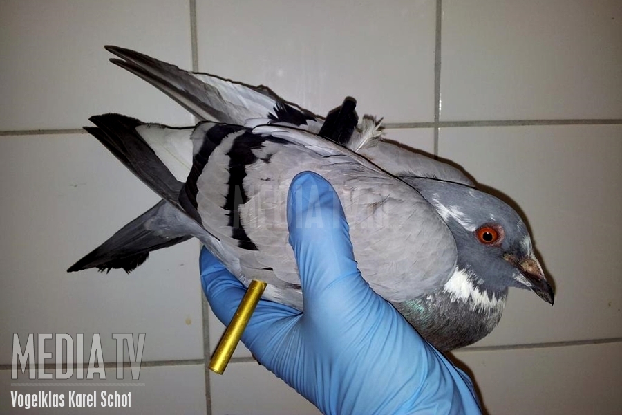 Duivenhater verwond duif met pijltje
