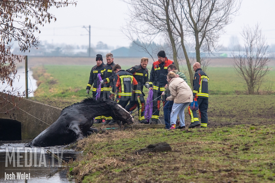 Brandweer redt paard uit Alphense sloot