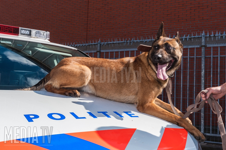 Diensthond grijpt inbreker Dumasstraat Rotterdam